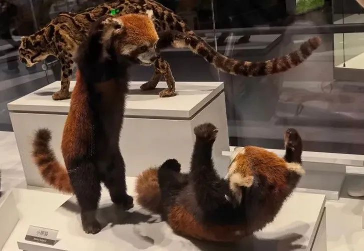 熊猫塔山坡苔藓
