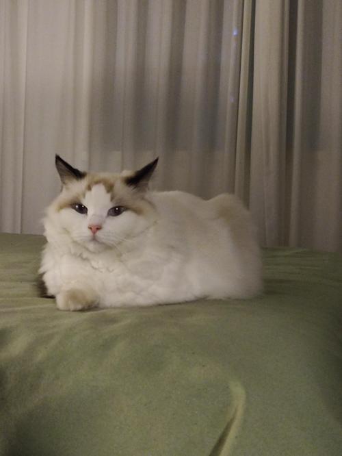 猫咪在沙发边角蹲姿排尿实拍