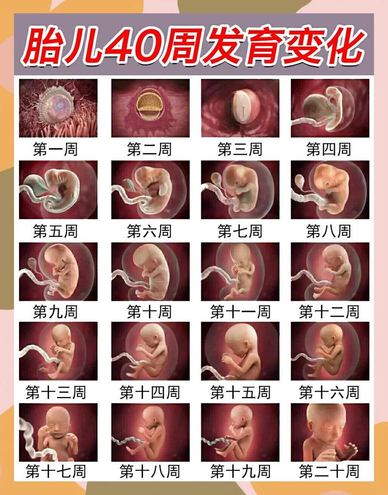 人类胚胎基因编辑14天研究规范的时间轴示意图