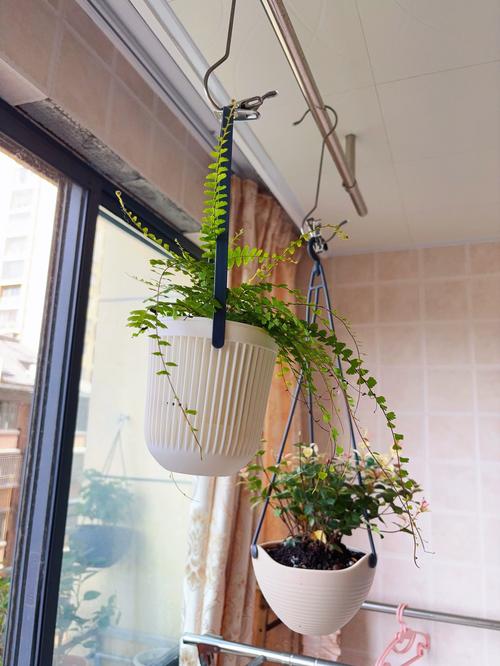 垂吊绿植装修全攻略：资深工程师的避坑指南