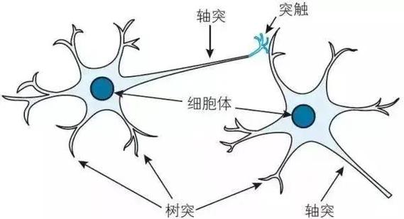 儿童大脑发育七岁神经网络连接与突触修剪示意图