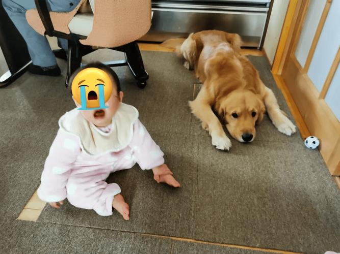 宝宝在爬行垫上摸金毛犬的瞬间抓拍
