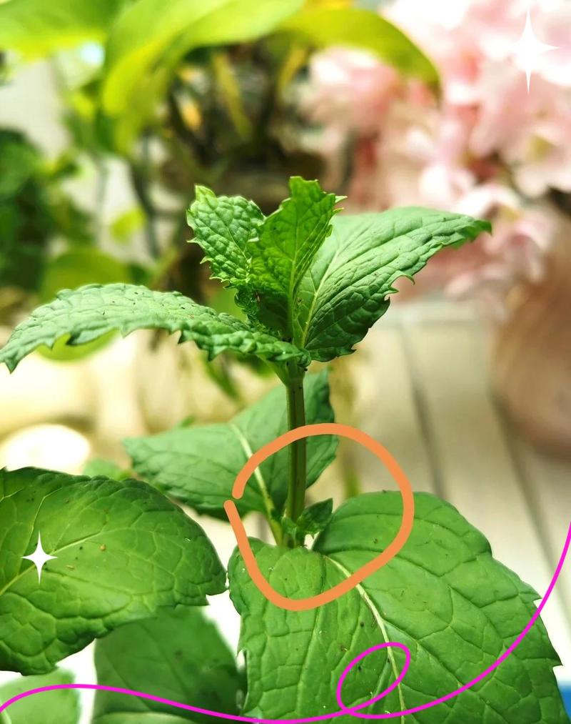 阳台薄荷盆栽徒长修剪前后对比图