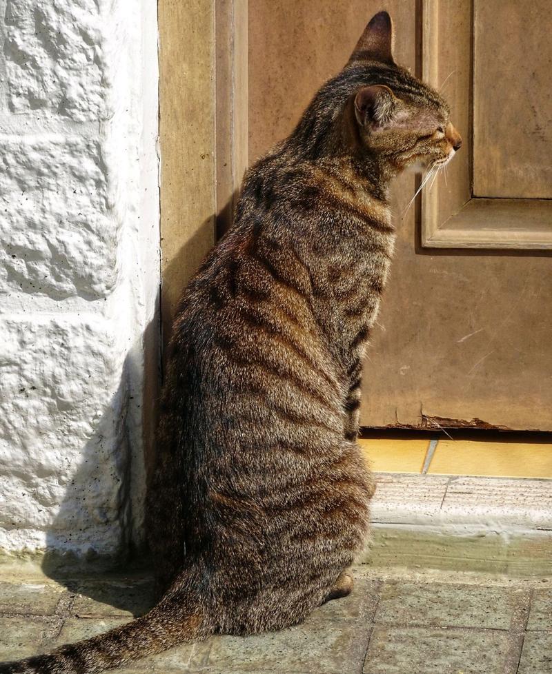 猫咪在家门口蹭墙标记领地实拍