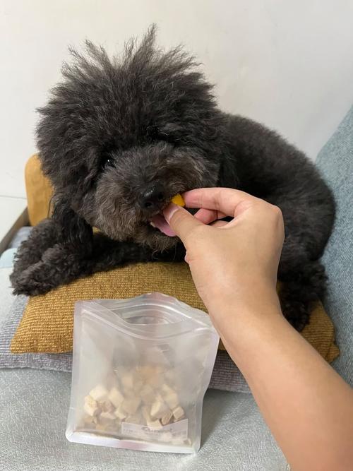 主人给刚在尿垫排便的幼犬喂冻干奖励的实拍图