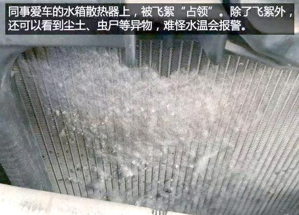 杨絮虫尸堵塞汽车散热器表面实拍图