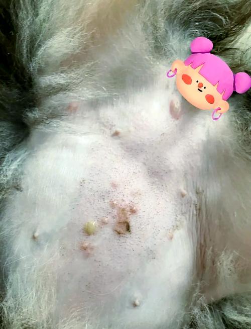 犬瘟热中期狗狗腹部脓疱疹实拍