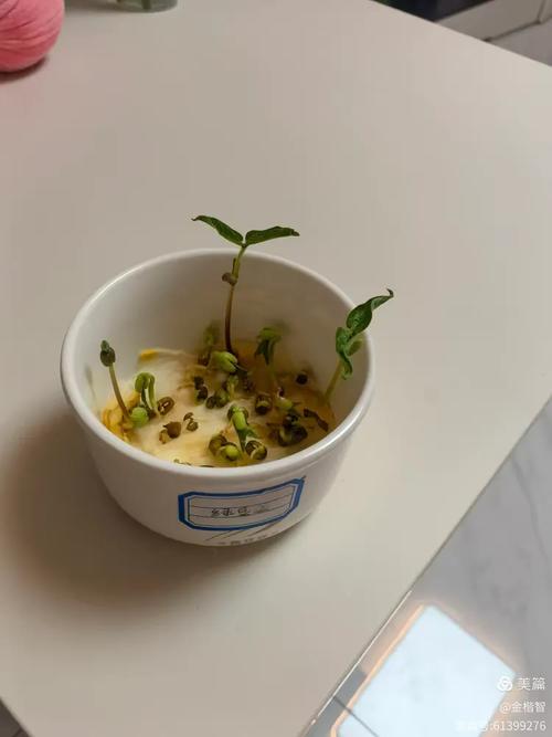 儿童阳台自制绿豆发芽实验容器