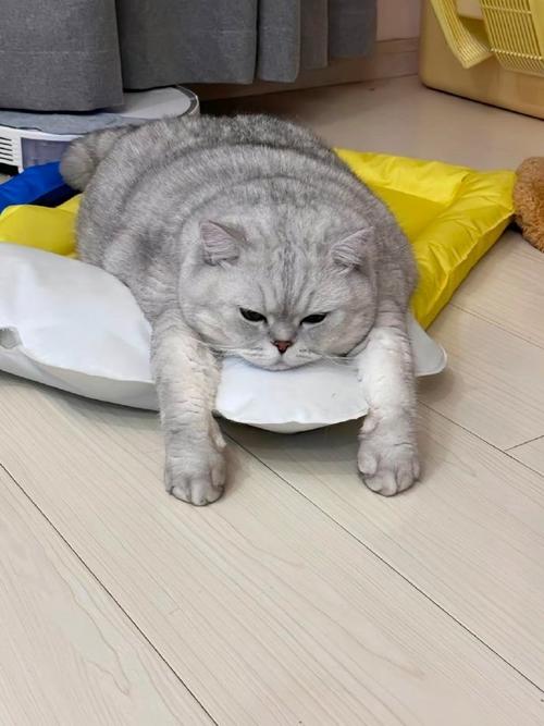 一只精神萎靡的猫咪趴在空饭盆前特写实拍