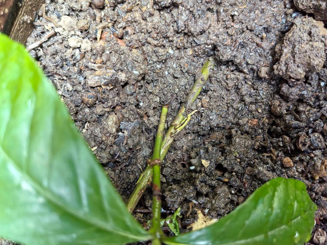 绿植土壤板结与改良后的根系对比