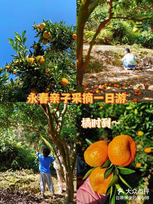 去巡检桔园里耍，这些干货记好