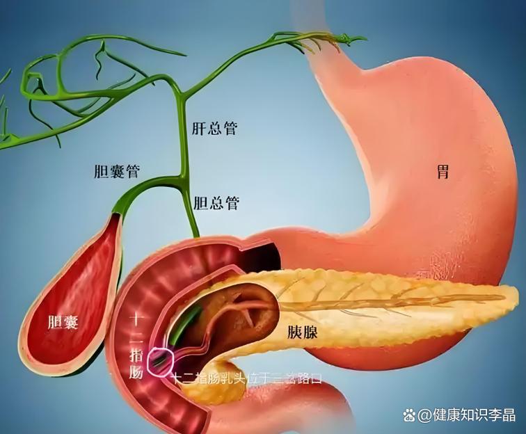慢性胰腺炎患者随餐服用胰酶场景示意图