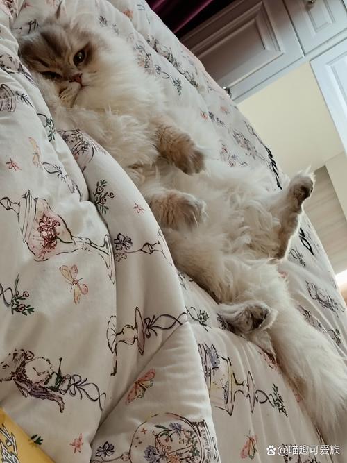 被窝里的“猫式”,但不是你想的那个