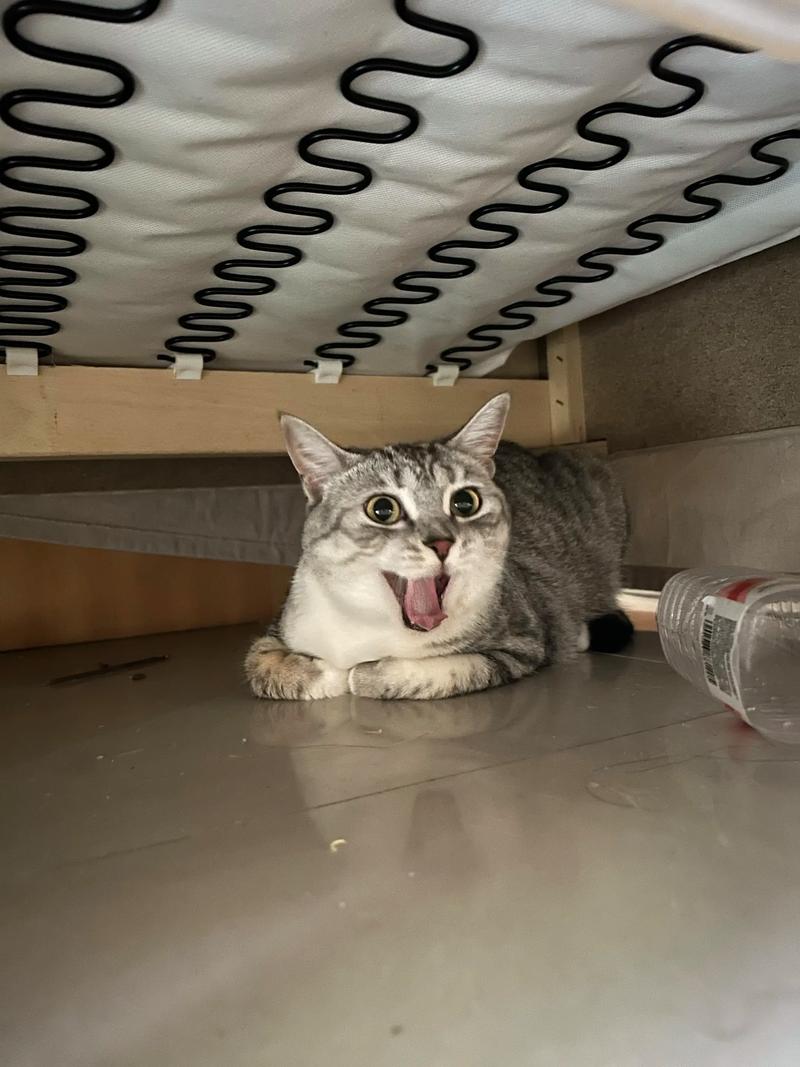 新宠入户猫咪躲沙发底实拍场景