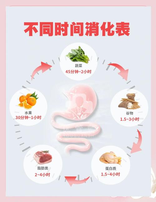 不同进餐间隔的腹部代谢状态对比图