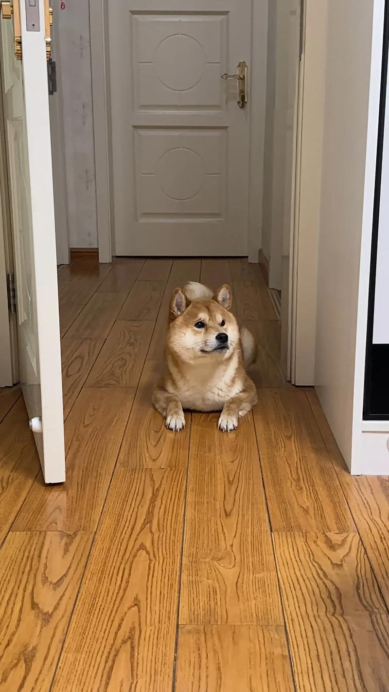 柴犬坐在自家入户门脚垫上对着门外楼道呲牙的抓拍