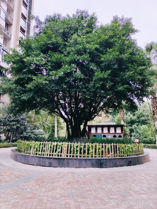 居民区花园不同高矮树种自然生长场景