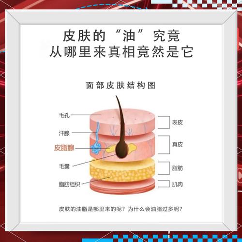 人体不同部位皮肤皮脂腺分布对比图