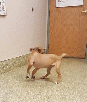 金毛犬转圈追咬自己尾巴 有趣动图