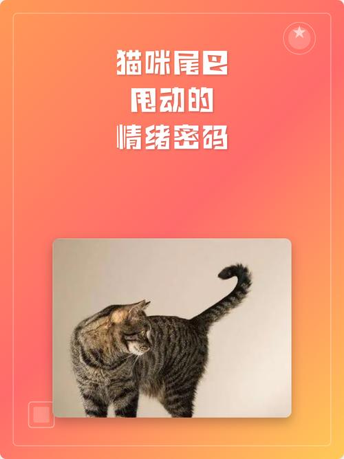 猫咪情绪过载时耳朵后压尾巴快速甩动的实拍图