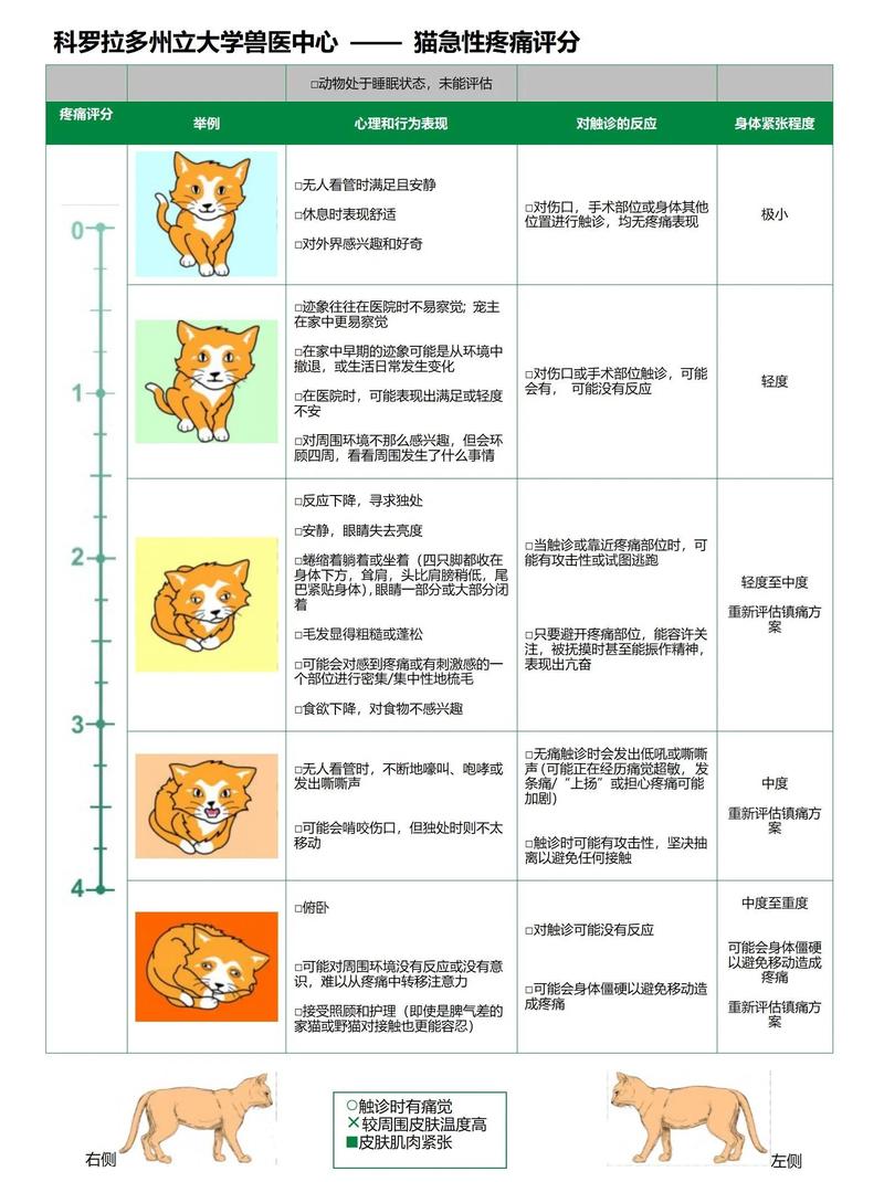 老年猫隐藏疼痛的常见行为对照表