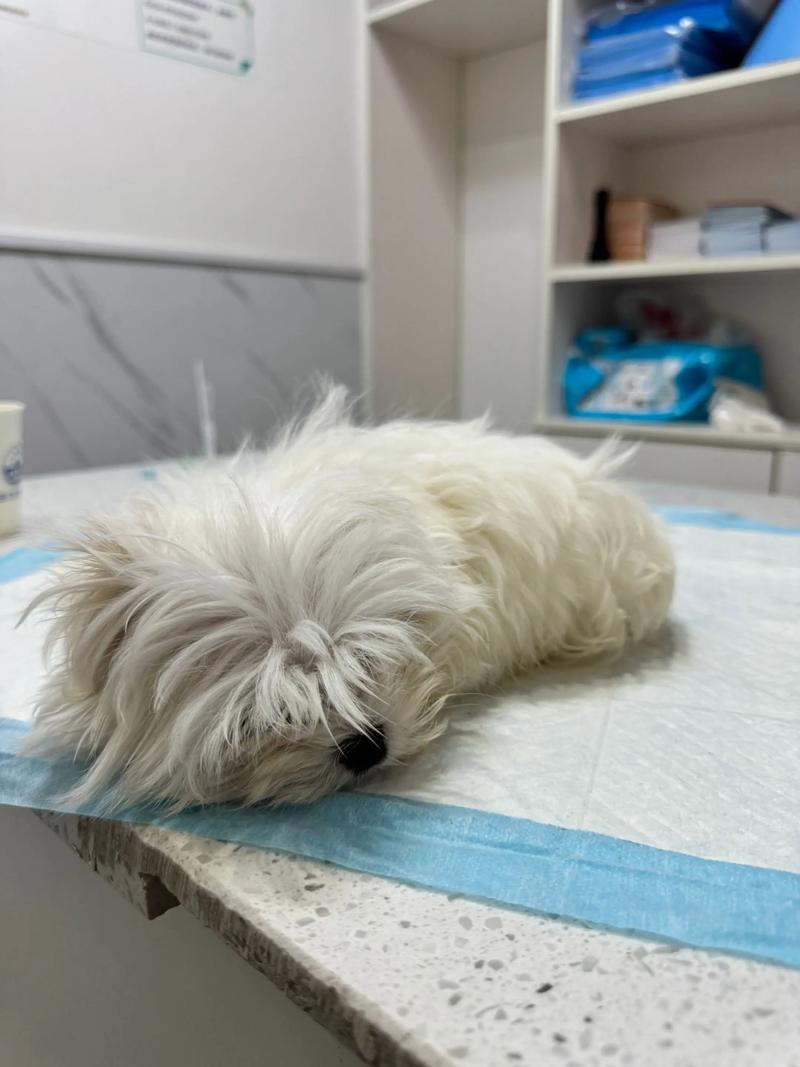 这几种情况，说什么都不能送寄养