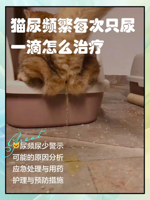 猫咪蹲猫砂盆排尿异常观察实拍