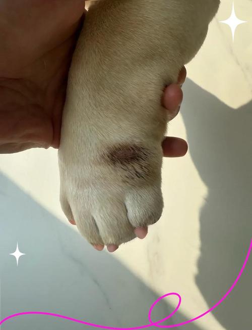 宠物狗狗脚趾过敏发红皮肤实拍图