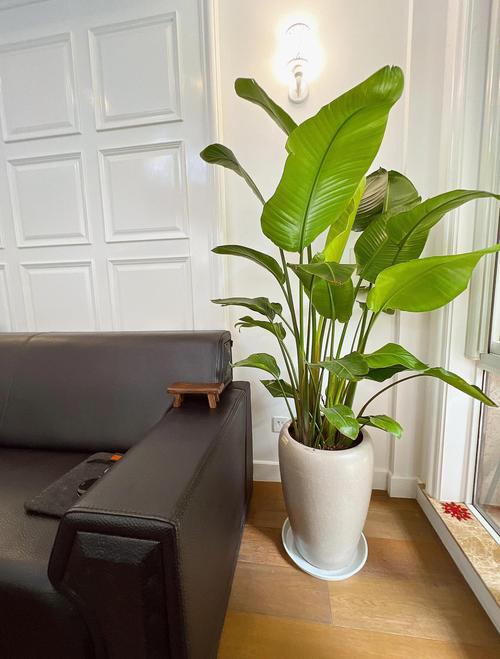 室内绿植摆放：一个装修工程师的碎碎念，但干货很硬