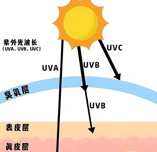 夏季户外不同部位皮肤紫外线照射强度分布示意图