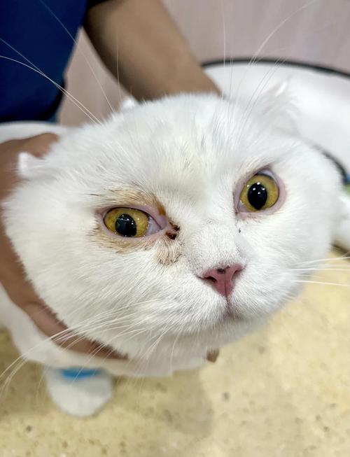 扁脸猫泪道堵塞眼部清洁实拍