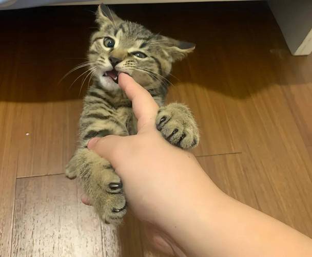 猫咪不耐烦准备抓人前兆身体姿态图