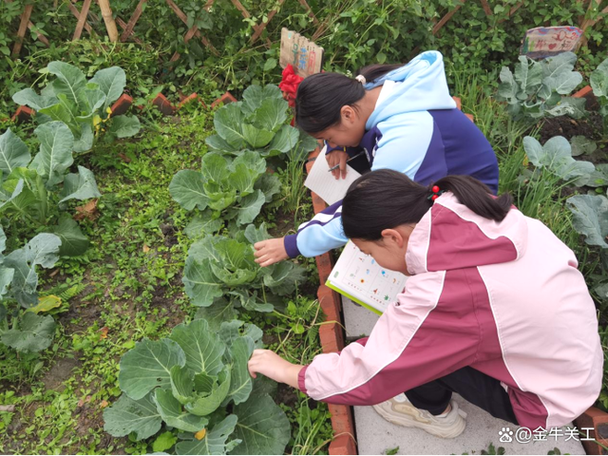 学龄前小孩在农家菜园观察菜青虫