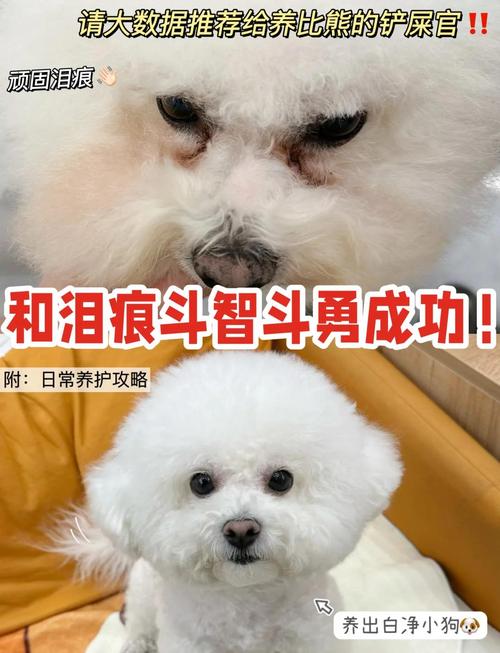 白色比熊泪痕改善前后脸部对比图