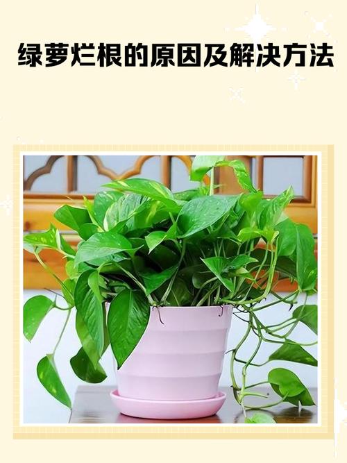 室内盆栽绿萝过度浇水烂根对比图