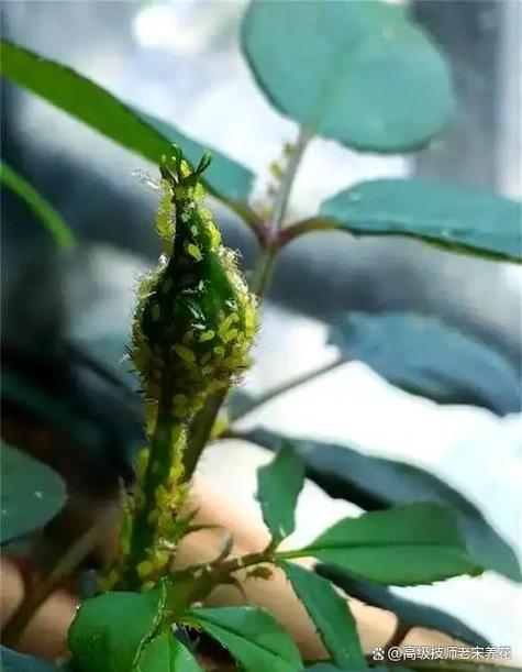 儿童用放大镜观察月季叶片上的蚜虫