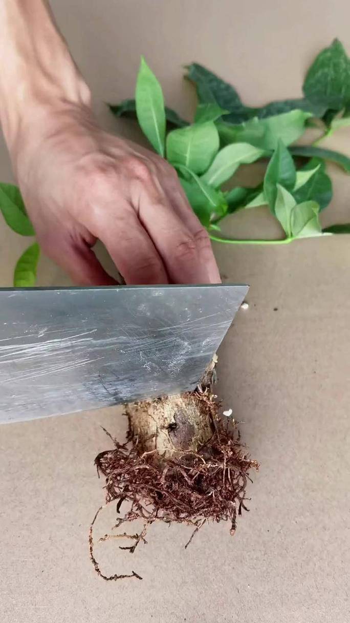 室内绿植烂根修剪处理实景图