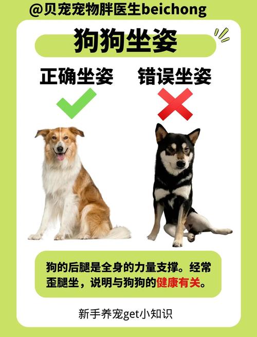 宠物坐车常见错误姿势示意图