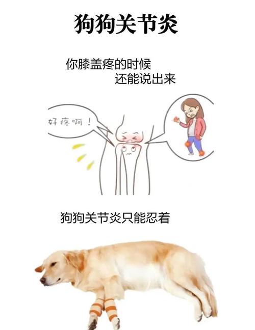 宠物关节炎早期行为异常对比图