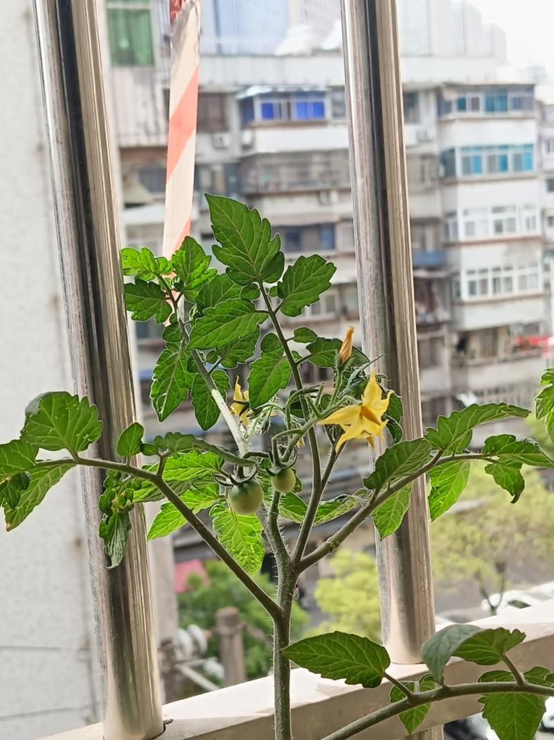 一颗番茄的史诗:从毒药到餐桌明星-因为所以