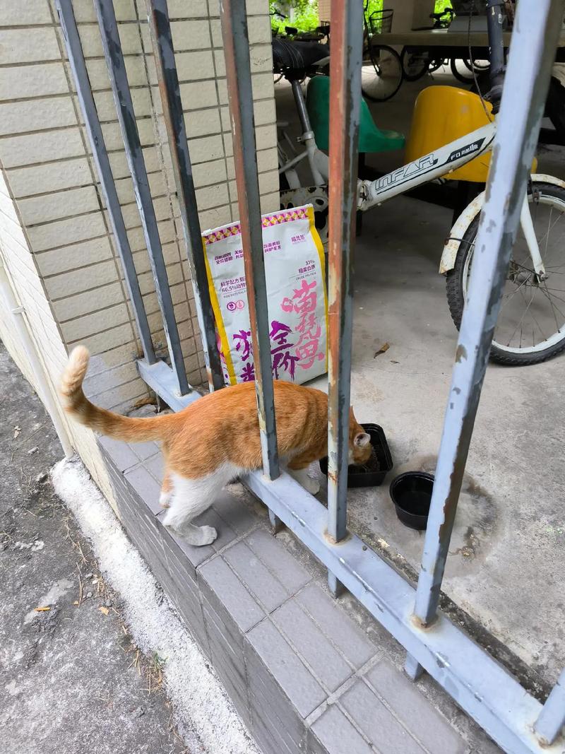 手机相册里拍糊的橘猫蹲阳台栏杆照片