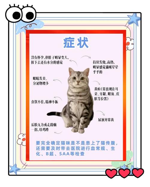 猫传染性腹膜炎常见认知误区对比图