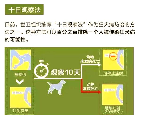 狂犬病十日观察法科普说明图