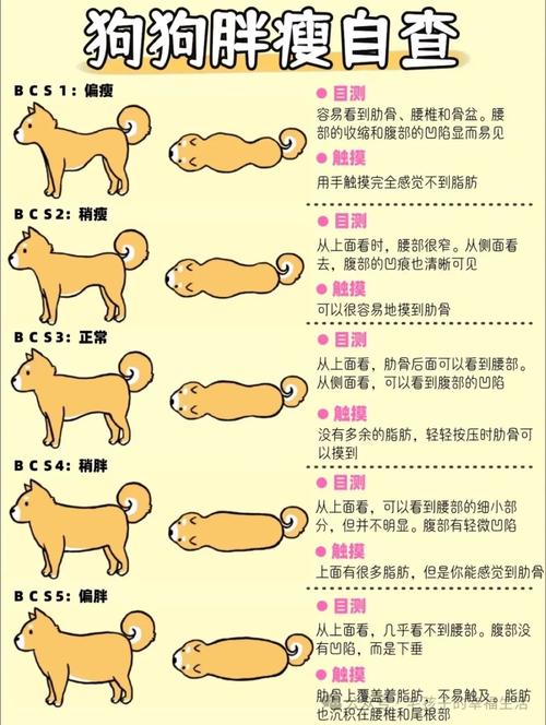 兽医展示如何触摸狗狗肋骨判断胖瘦