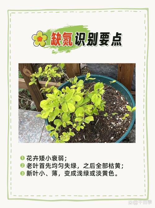 新手盆栽缺肥长势对比图