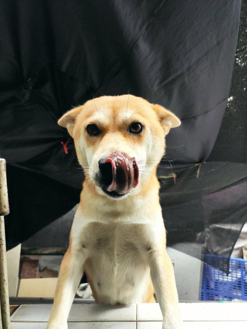 狗狗夹尾巴舔鼻子的压力信号实拍