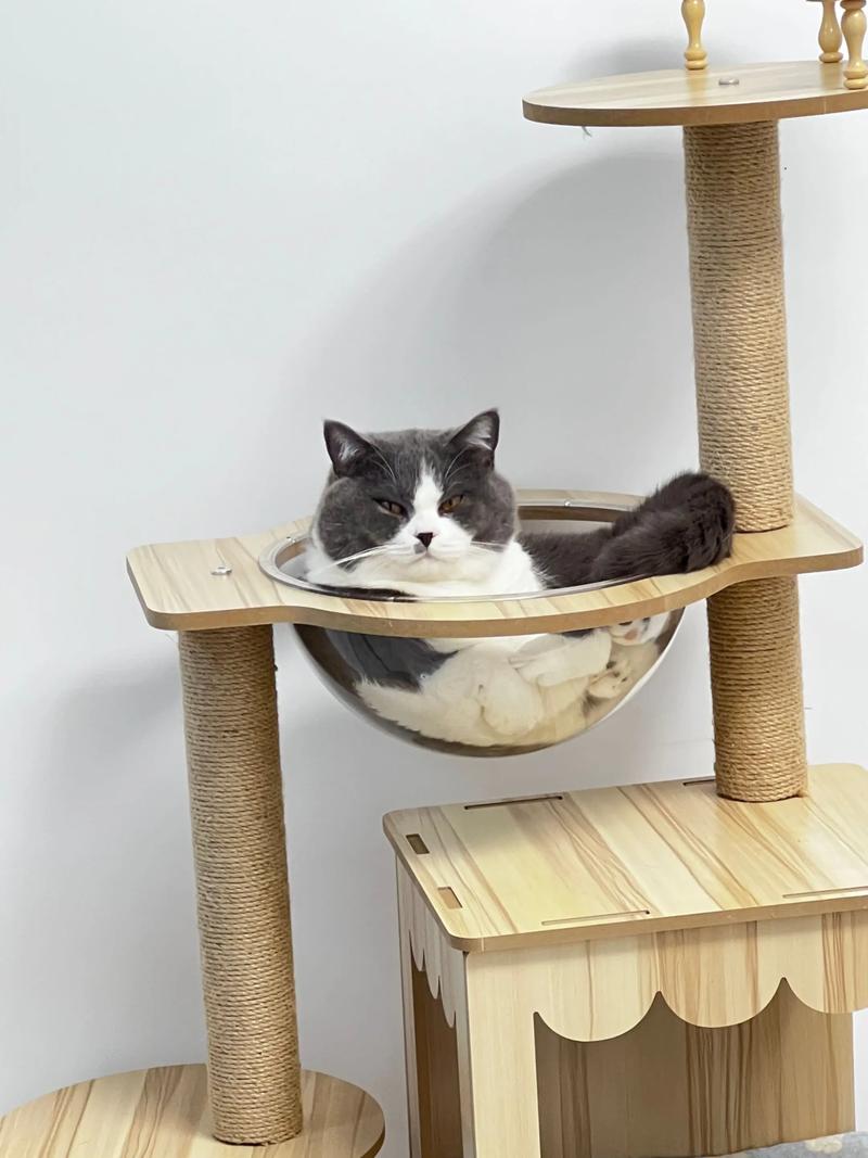 老年英短蹲在猫爬架台阶上犹豫抬爪