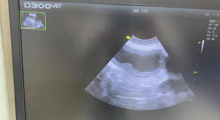 宠物狗狗子宫蓄脓超声检查图