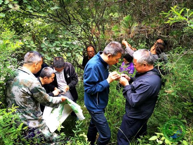 森林保险理赔人员林间定损测量现场