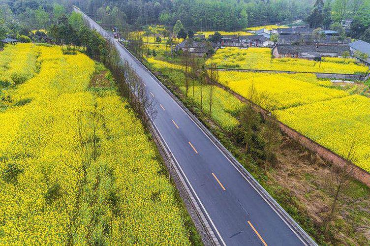 3. 崇州重庆路:油菜花田确实壮观,但交通堵到哭